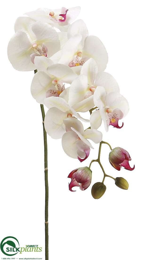 Silk Plants Direct Phalaenopsis Orchid Spray - Cream Green - Pack of 6