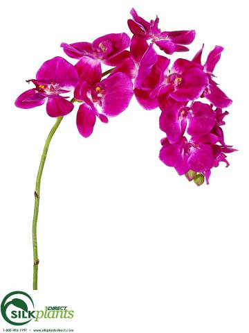 Silk Plants Direct Phalaenopsis Orchid Spray - Cream - Pack of 12
