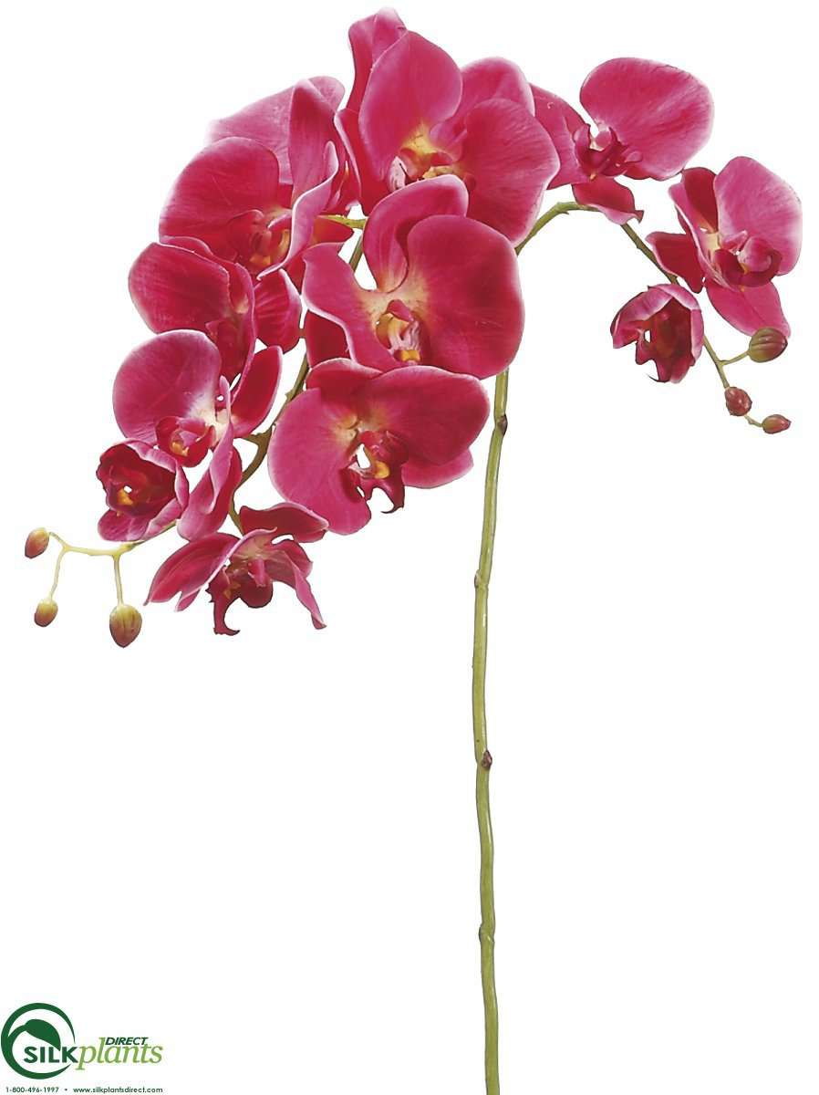 Silk Plants Direct Phalaenopsis Orchid Spray - Cream - Pack of 12