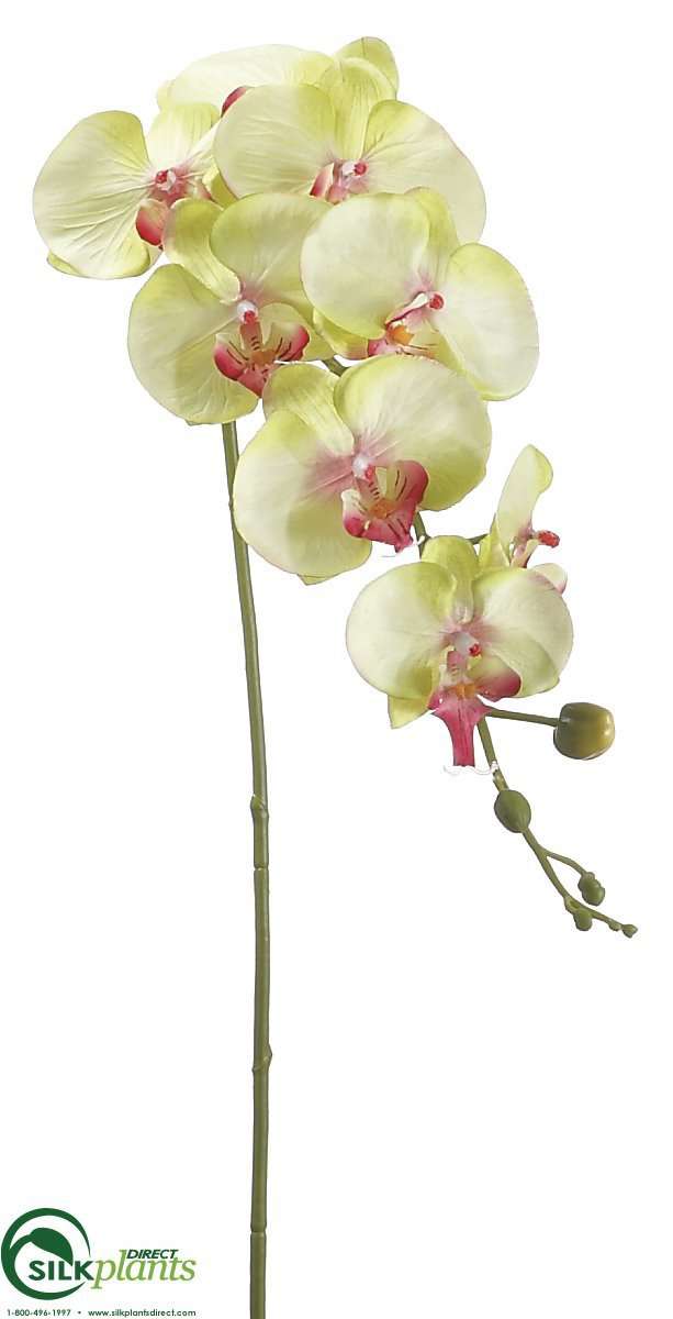 Silk Plants Direct Phalaenopsis Orchid Spray - Cream Yellow - Pack of 12