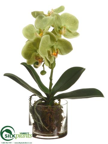 Silk Plants Direct Phalaenopsis Orchid Plant - White - Pack of 1