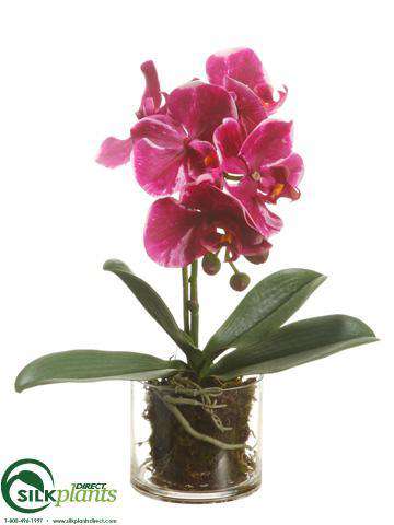 Silk Plants Direct Phalaenopsis Orchid Plant - Green - Pack of 1