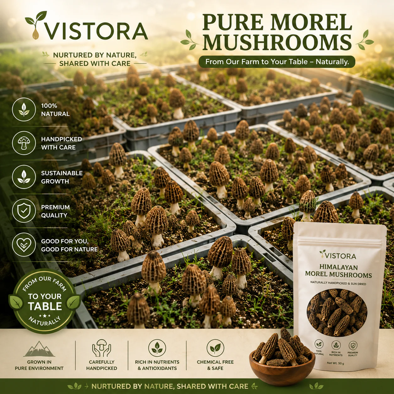 🥳2026 HOT SALE🥳💞50K+ SOLD!✨Morel Mushrooms Seeds – Buy 1 Get 1 Free Special Pack