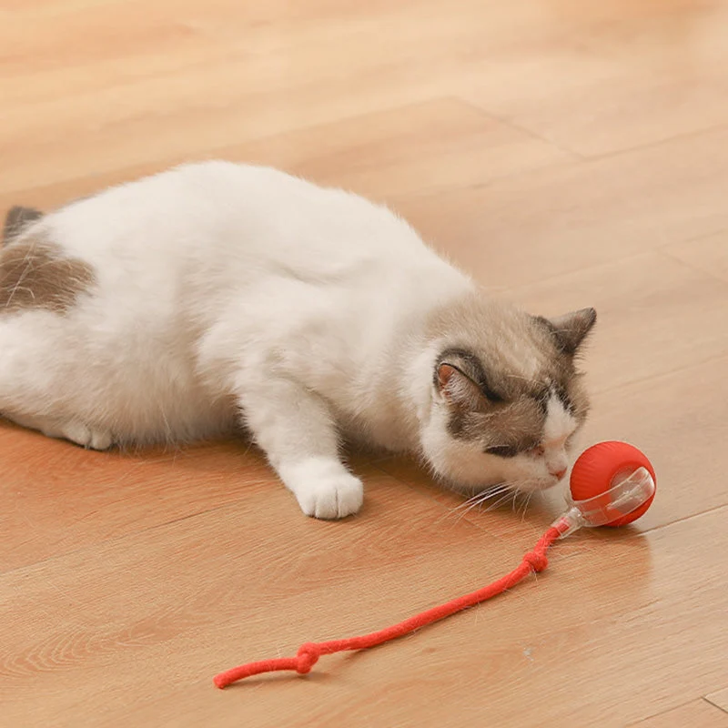 🐱50% Off🐶Smart Automatic Rolling Pet Ball