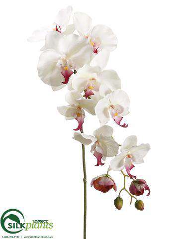 Silk Plants Direct Phalaenopsis Orchid Spray - Cream Green - Pack of 6