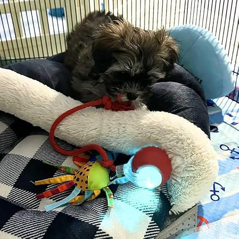 🐱50% Off🐶Smart Automatic Rolling Pet Ball