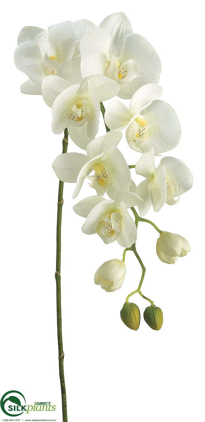 Silk Plants Direct Phalaenopsis Orchid Spray - Cream Rubrum - Pack of 6