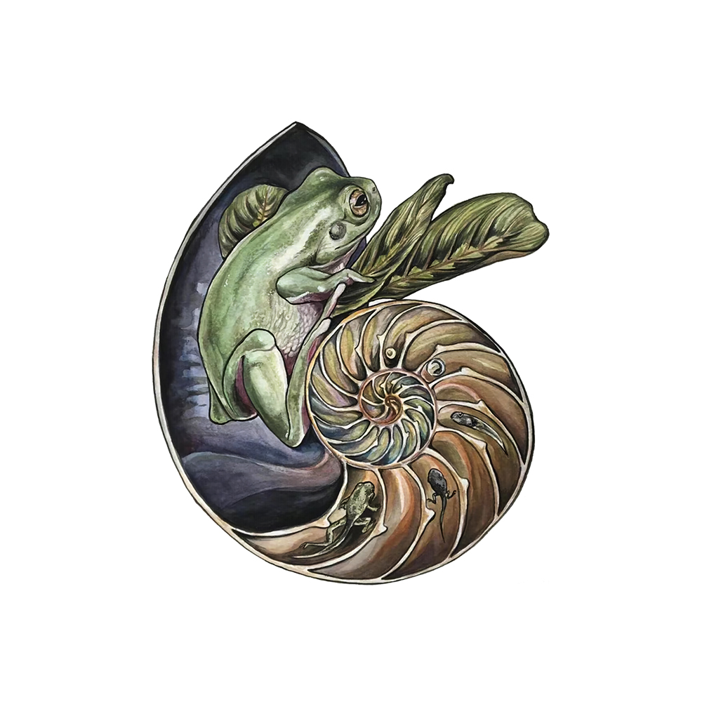 Shelled Frog Life Cycle Wooden Jigsaw Puzzle